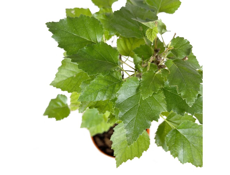 Betula Pendula Verrucosa - 38 cm