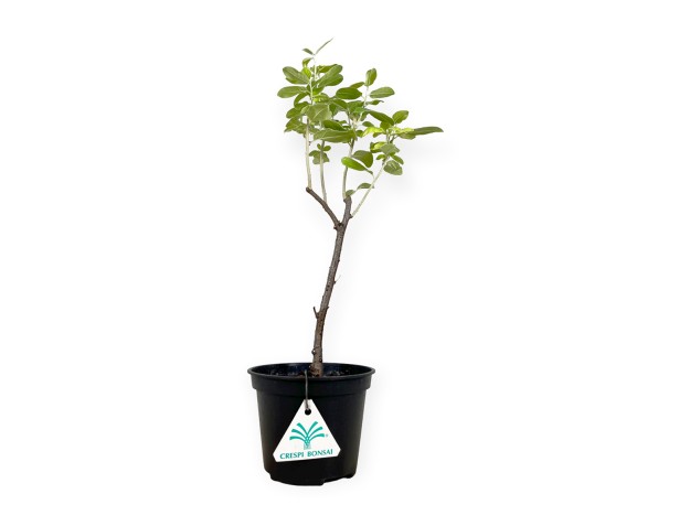 Elaeagnus angustifolia - 35 cm