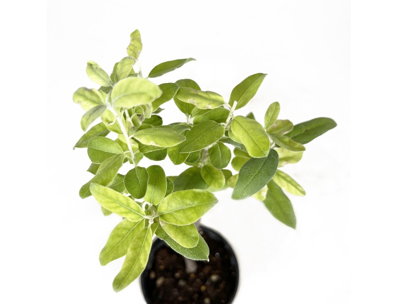 Elaeagnus angustifolia - Silverthorn - 35 cm