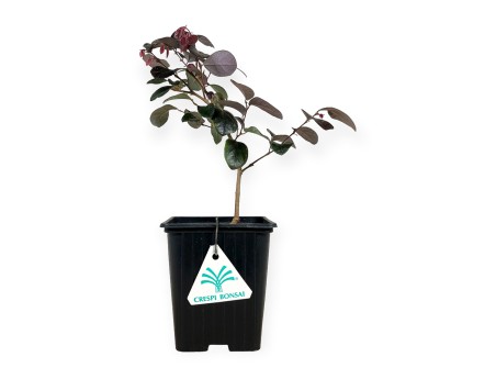 Loropetalum black pearl - 28 cm