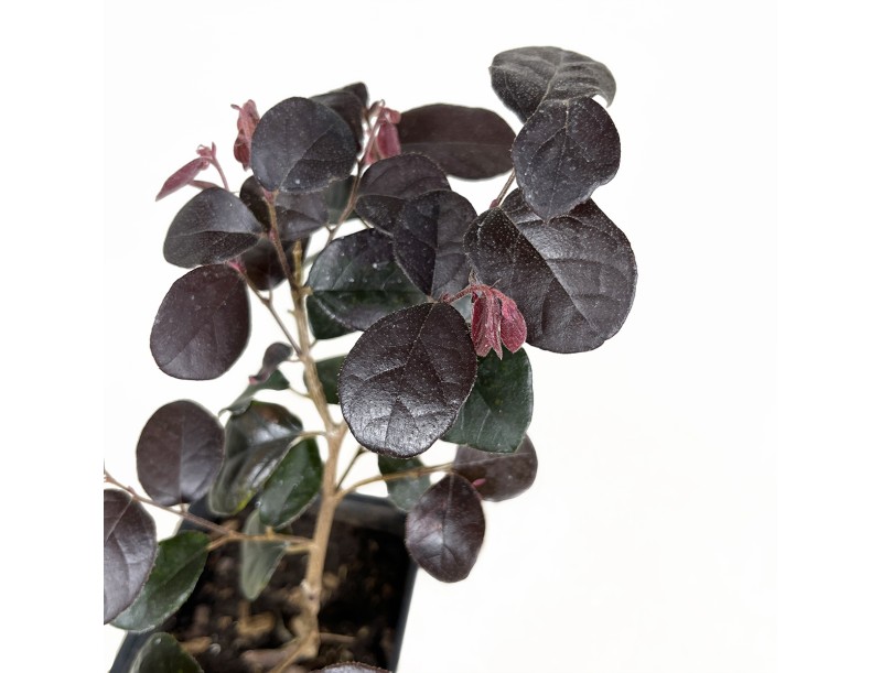 Loropetalum black pearl - 28 cm