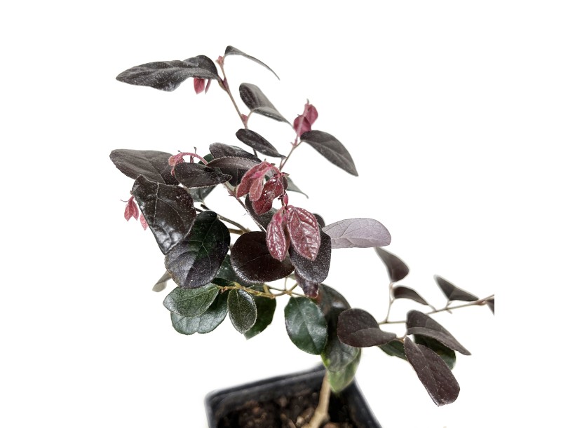 Loropetalum black pearl - 28 cm