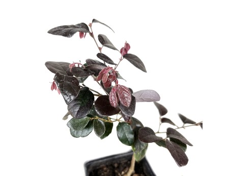 Loropetalum black pearl - 28 cm