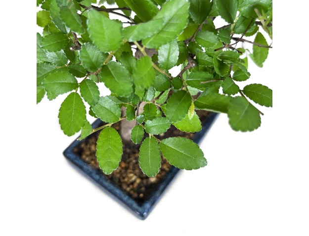 Zelkova nire - Olmo - 34 cm 2