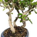 Carmona macrophylla - Tea tree - 34 cm