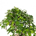 Carmona macrophylla - Tea tree - 34 cm