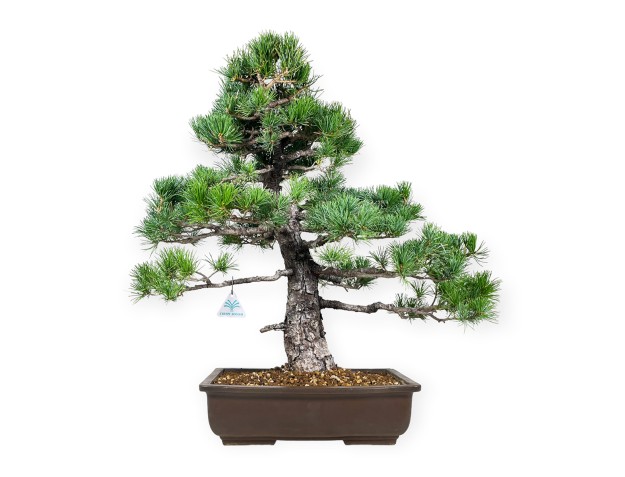 Pinus pentaphylla - Pin - 58 cm