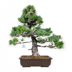 Pinus pentaphylla - Pino - 58 cm
