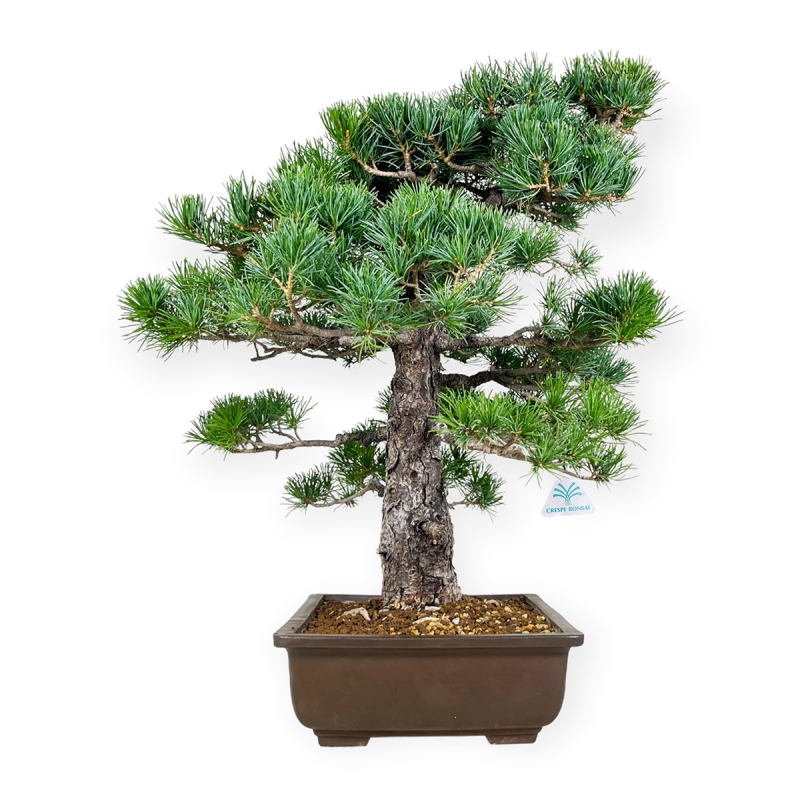 Pinus pentaphylla - Pine - 58 cm