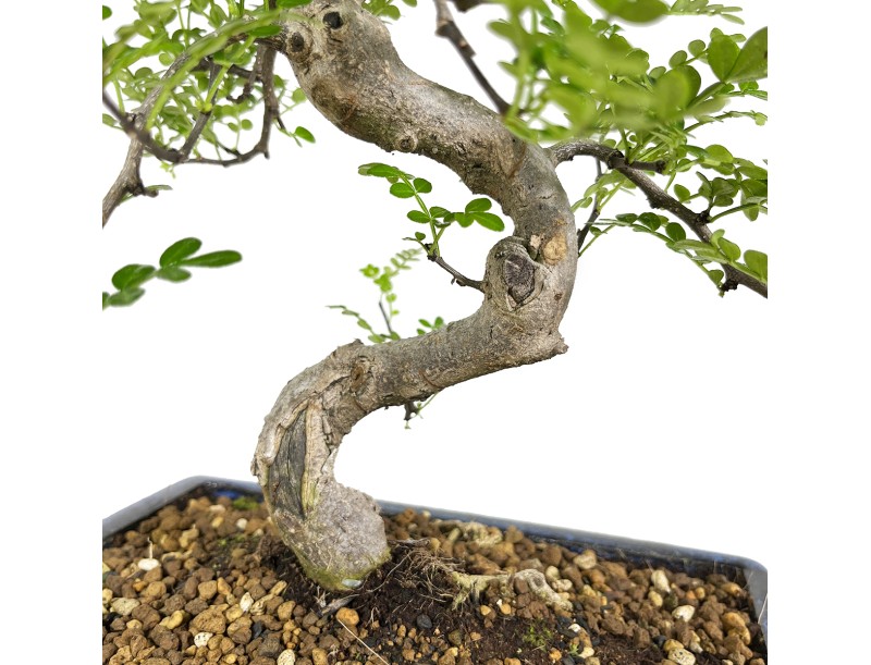 Zanthoxylum Pepper tree 40 cm