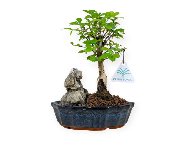 Zelkova nire – Elm – 28 cm