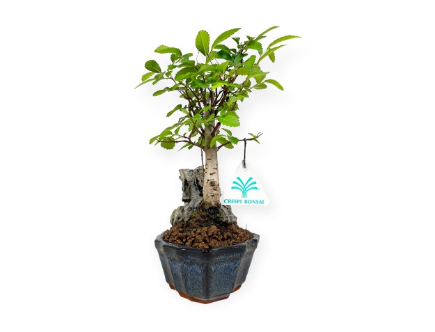 Zelkova nire - Orme - 28 cm 2