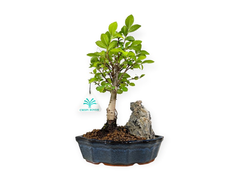 Zelkova nire - Orme - 28 cm