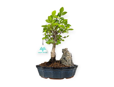 Zelkova nire - Orme - 28 cm