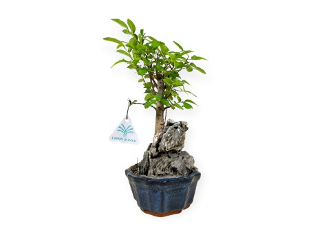 Zelkova nire - Orme - 28 cm
