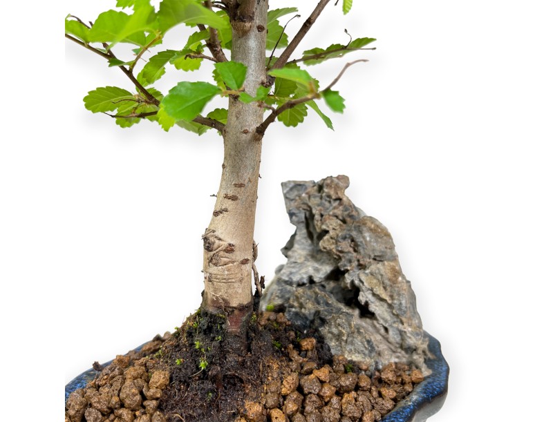 Zelkova nire – Elm – 28 cm
