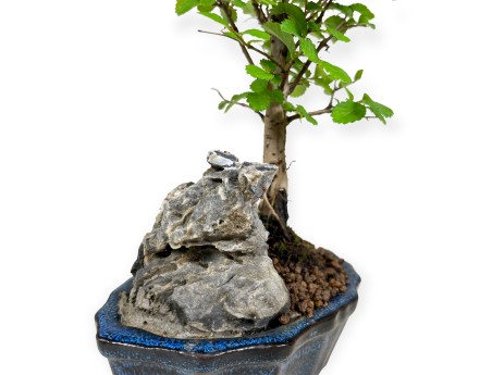 Zelkova nire - Orme - 28 cm