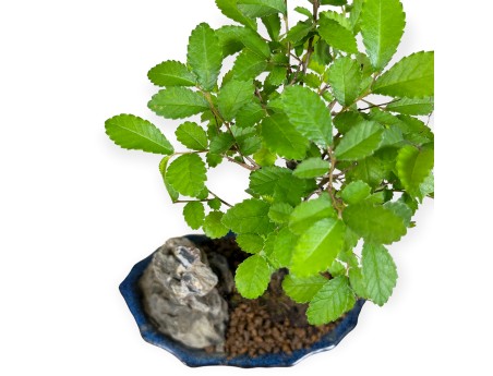 Zelkova nire - Orme - 28 cm