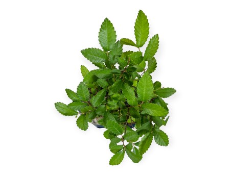 Zelkova nire - Orme - 28 cm
