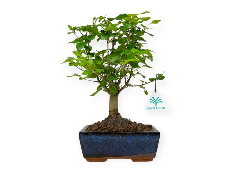 Ligustrum - Ligustro - 28 cm