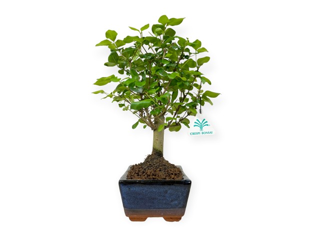 Ligustrum - Troène - 28 cm 2