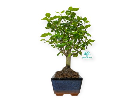 Ligustrum - Privet - 28 cm