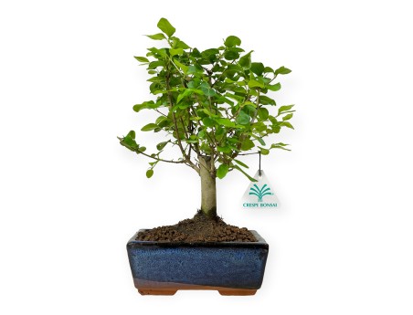 Ligustrum - Troène - 28 cm
