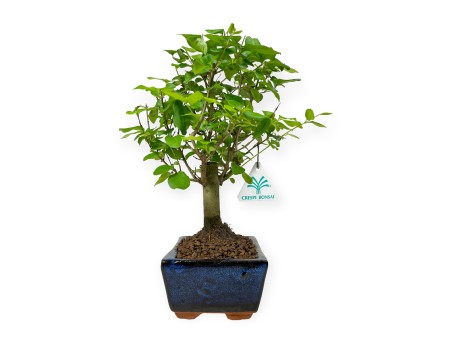 Ligustrum - Privet - 28 cm
