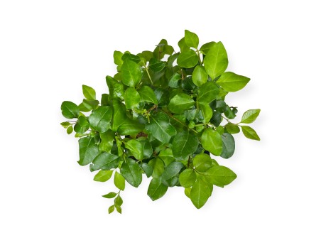Ligustrum - Privet - 28 cm