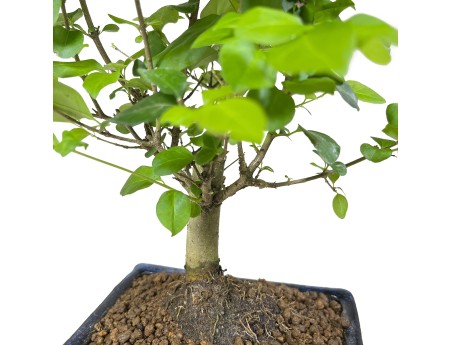 Ligustrum - Troène - 28 cm