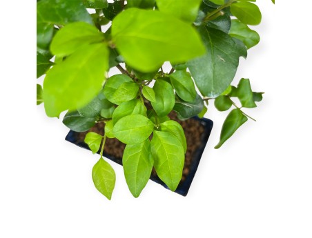 Ligustrum - Privet - 28 cm