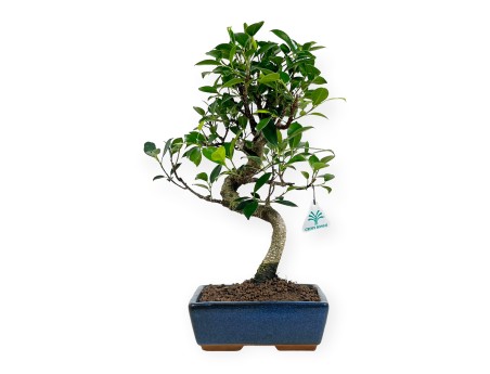 Ficus retusa - 39 cm