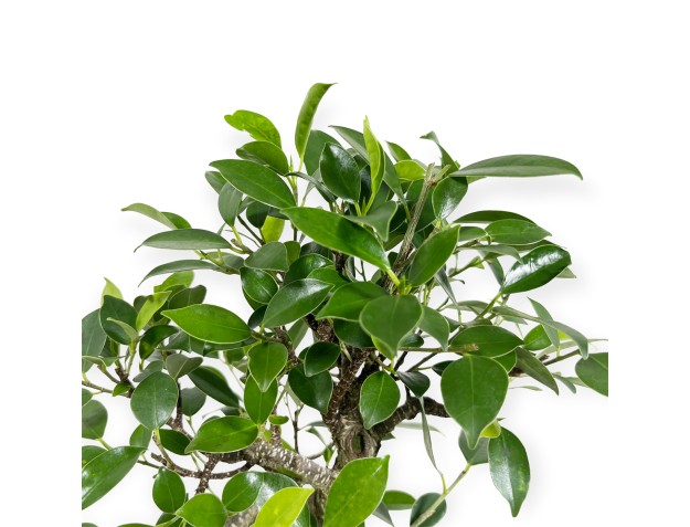 Ficus retusa - 39 cm 2