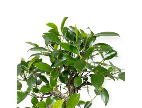 Ficus retusa - 39 cm