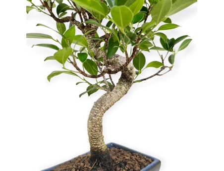 Ficus retusa - 39 cm