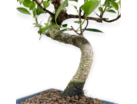 Ficus retusa - 39 cm