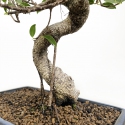 Ficus retusa - 44 cm