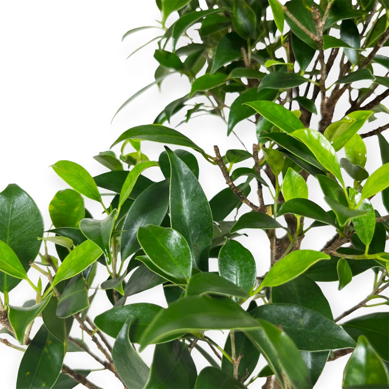 Ficus retusa - 63 cm