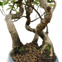 Ficus retusa - 38 cm