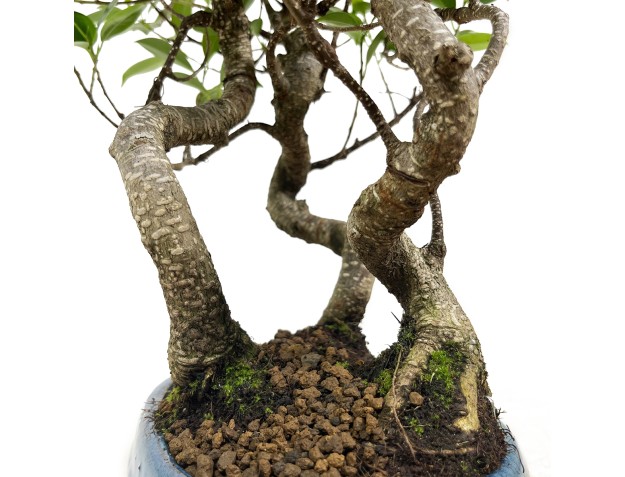 Ficus retusa - 38 cm 2