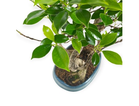 Ficus retusa - 38 cm