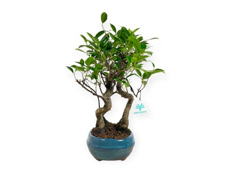 Ficus retusa - 38 cm
