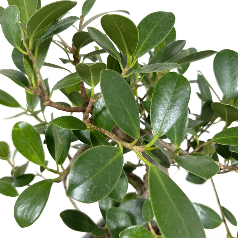 Ficus indica - 40 cm