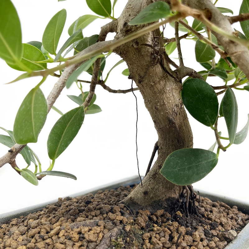 Ficus indica - 40 cm