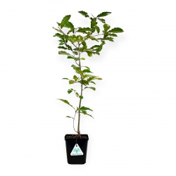 Quercus serrata - Oak - 58 cm