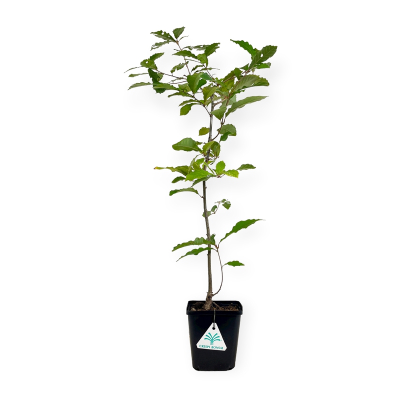 Quercus serrata - Oak - 58 cm