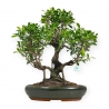 Ficus retusa - 67 cm