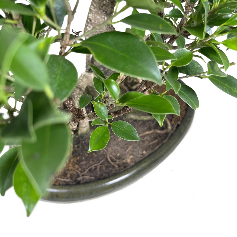 Ficus retusa - 67 cm