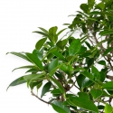 Ficus retusa - 64 cm