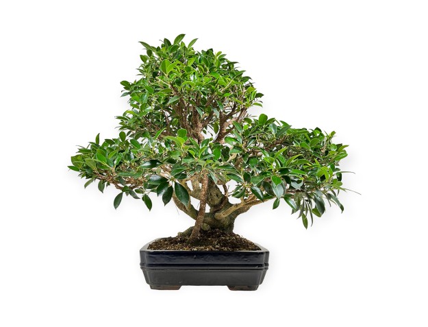 Ficus retusa - 60 cm 2